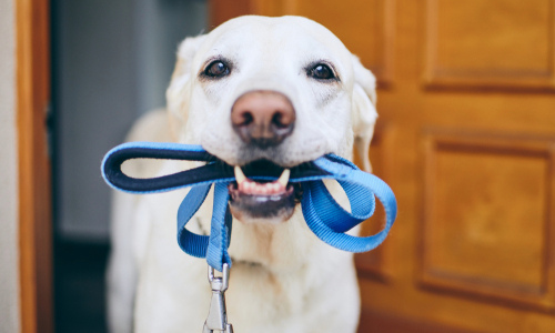 Dog holding leash
