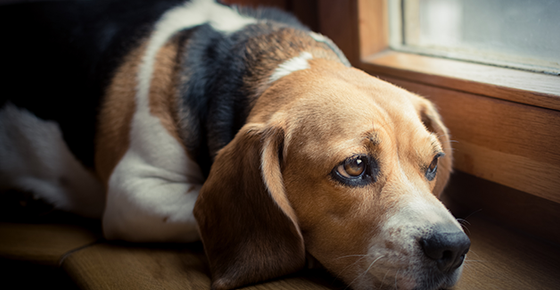 Image of a dog that looks like its in pain. 