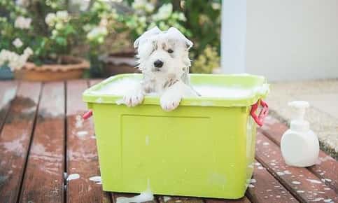 dog grooming and bath