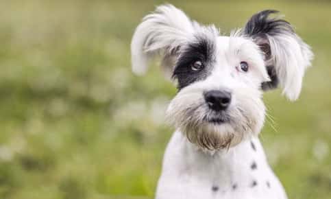 image of a black and white dog. 