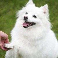 White dog shaking a paw.
