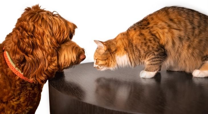 dog and cat