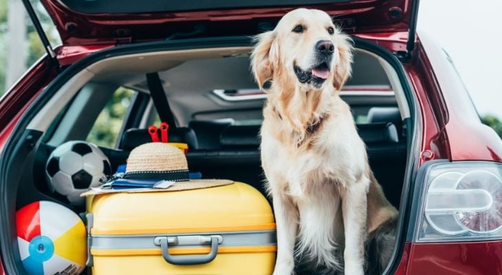 dog waiting in car