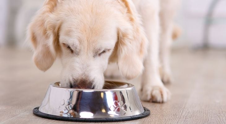 dog eating