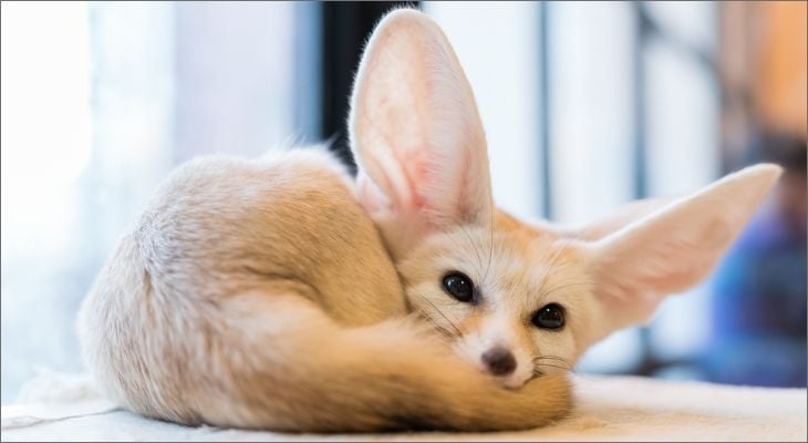 fennec foxes
