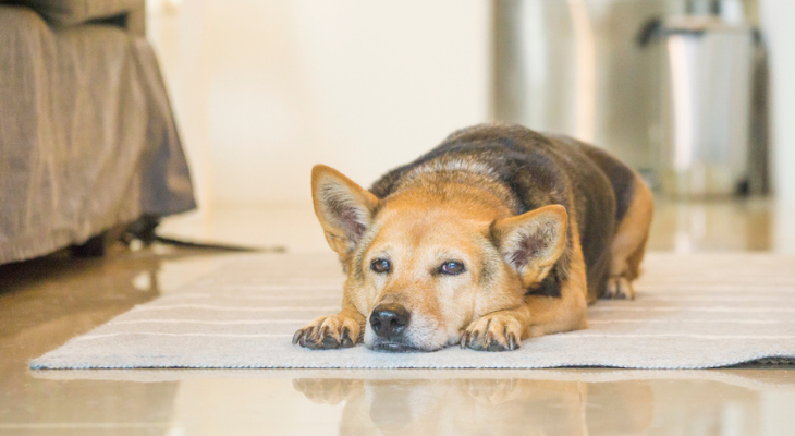 Old dog prefers not to move.